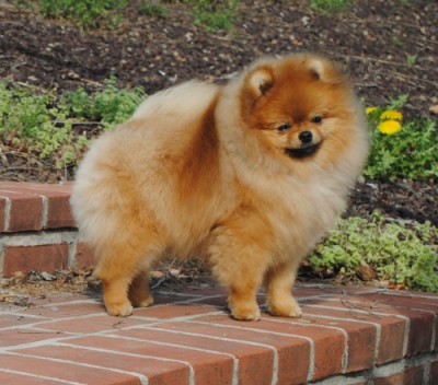 Dexter at almost 9mos