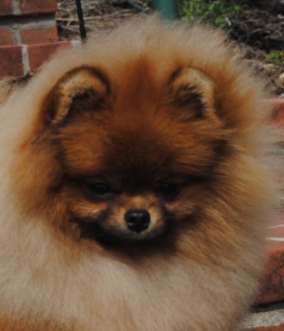 Snooki at almost 9mos old