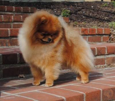 Jorah at 16mos old in his year shed