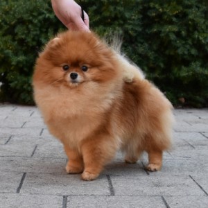 Silhouette's Stormin The Castle