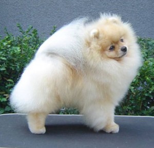 Tokie Time Will Tell