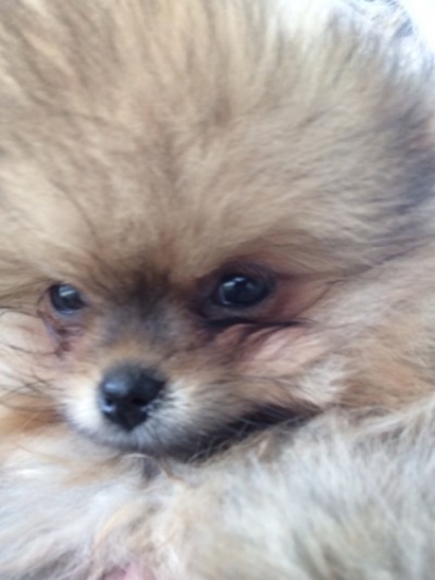 Lily 9 wks old