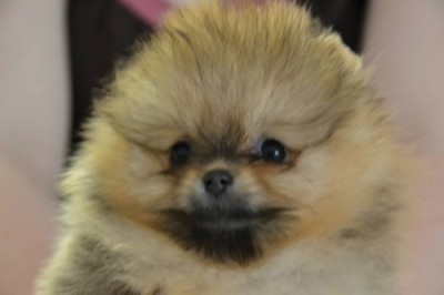 Lily 7 wks old