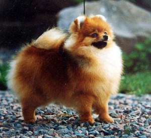 Chriscendo Coco Chanel