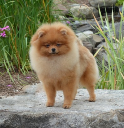 Mindy at 7 1/2 mos old