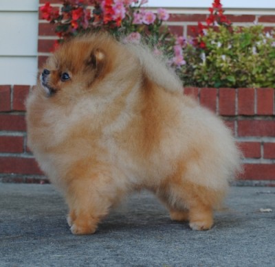 Darcy 5 1/2 yrs after trimming