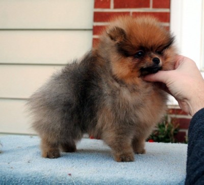 Missandei at 9 wks old