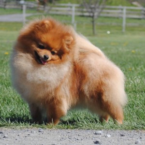 Silhouette's Serenata