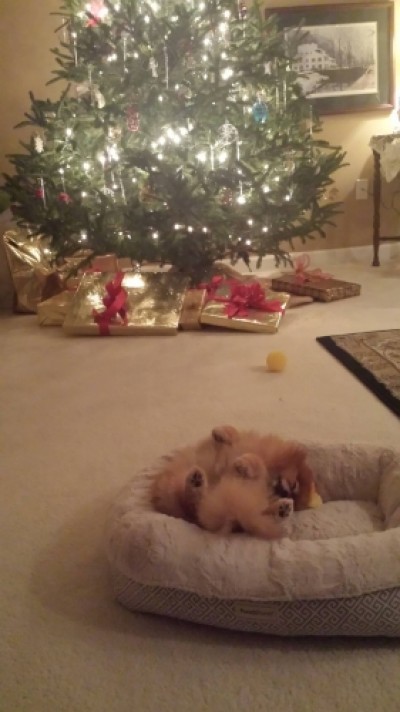 Roulette retired at 6 yrs old, enjoying her first Christmas with the Weavers.