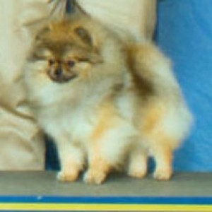 Aphrodite's Thank You Daddy