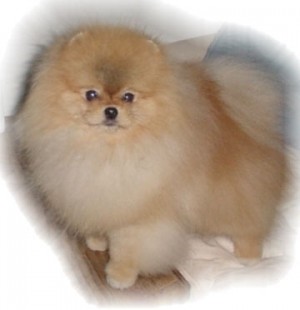 Aphrodites In Charge