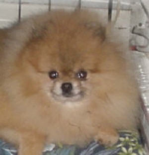 Underwoods' Little Son Junior