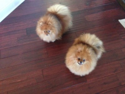 Reese and her mother Ch. Odette live in the same home! Odette retired at 4 yrs old.