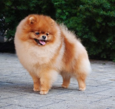 Jorah at 2yrs 3mos old