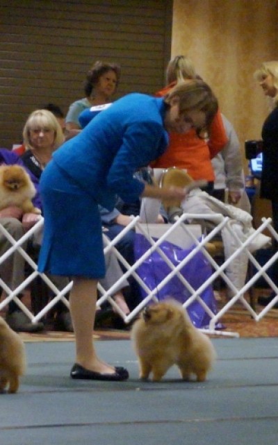 Darcy at 6 yrs old in the Veterans class at the APC National.