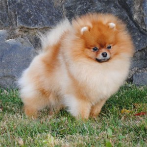 Pomhaven's Rise of the Samurai