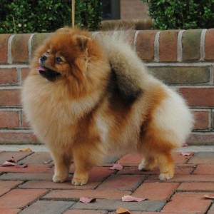 Silhouette's Sweet Potato Pie