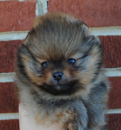 Sweetie at 6 wks old