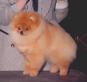 Daystar Innocent Til Proven Guilty