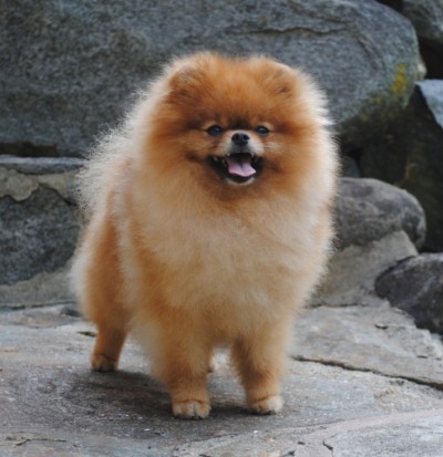 Jorah at 2 1/2 yrs old