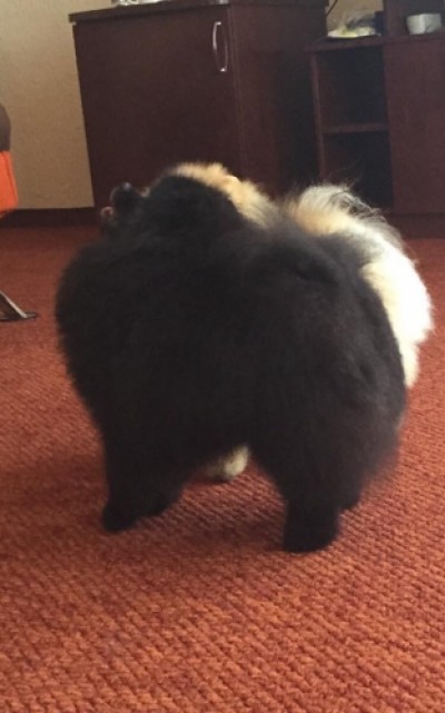 Boxer at 4 1/2 yrs old in Ukraine