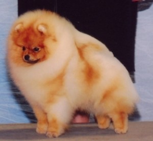 Chriscendo Cold Play