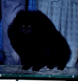 Valcopy Wakhan Valentino