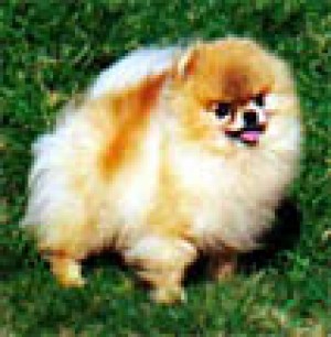 An-Jo N Merimaur's Absolute