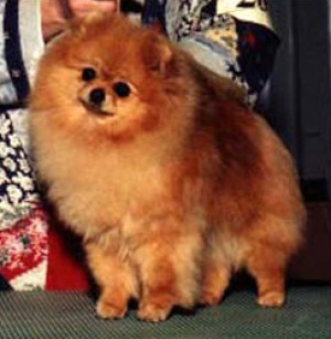 Heartland's She Walks Like An Angel