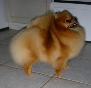 Mythical Star Wars Princess