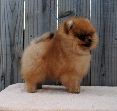 Joffrey at 9 wks old