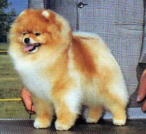 Jolvin's Legacy of Ginger