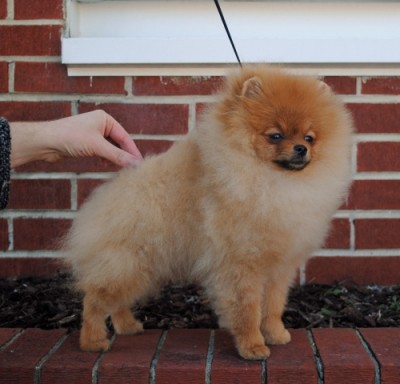 Joffrey at 19 wks old