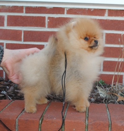 Samwell at 12 wks old