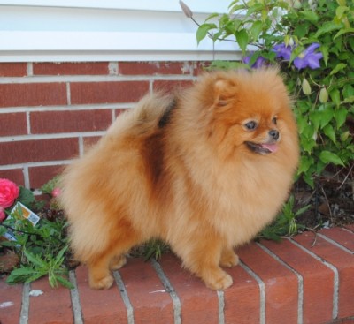 Cersei at 3 1/2 yrs old