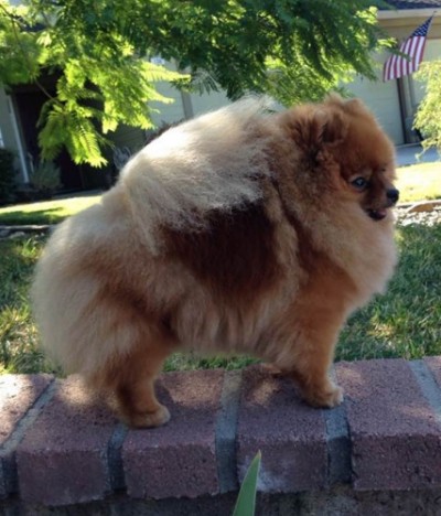 Sansa at 3 1/2 yrs old