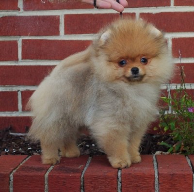 Bran 12 wks