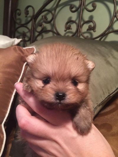 Bran 4 wks