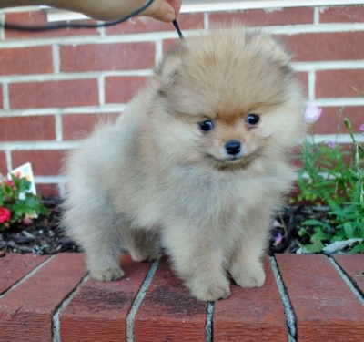 Bran 8 wks