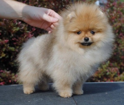 Myrcella at 11 wks old