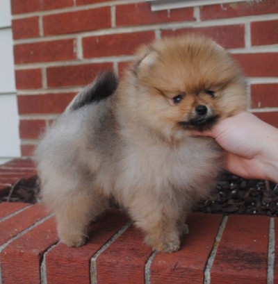 Myrcella at 8 wks old