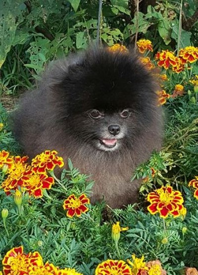 Blackberry at 4 yrs old