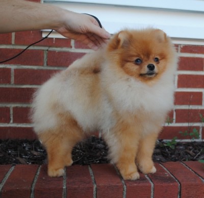 Bran at 6mos old