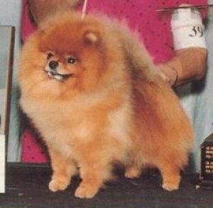 Glen Iris Castle Rock