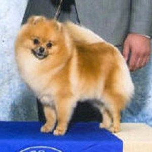 Velocity's Ur Goodies Ain't That Good