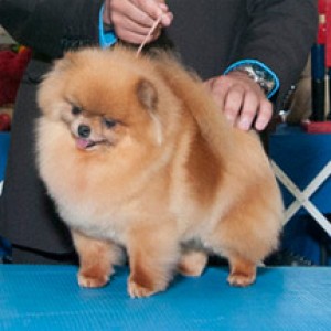 Velocity's I No U'll Miss Me