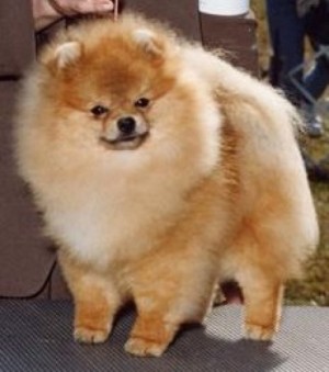 Band of Gold of Lenette