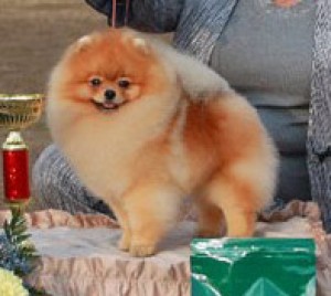 Fon's Flying To Dan-Star-Kom