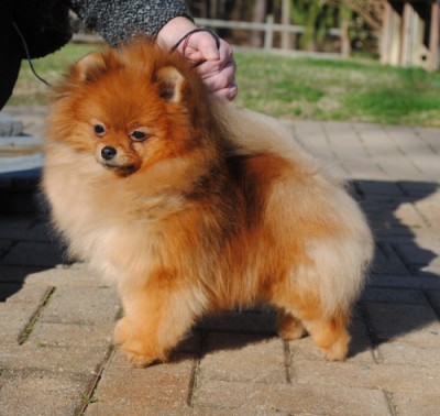 Brienne at 10mos old