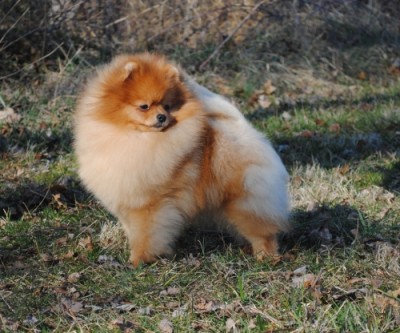 Bran at 10 mos old